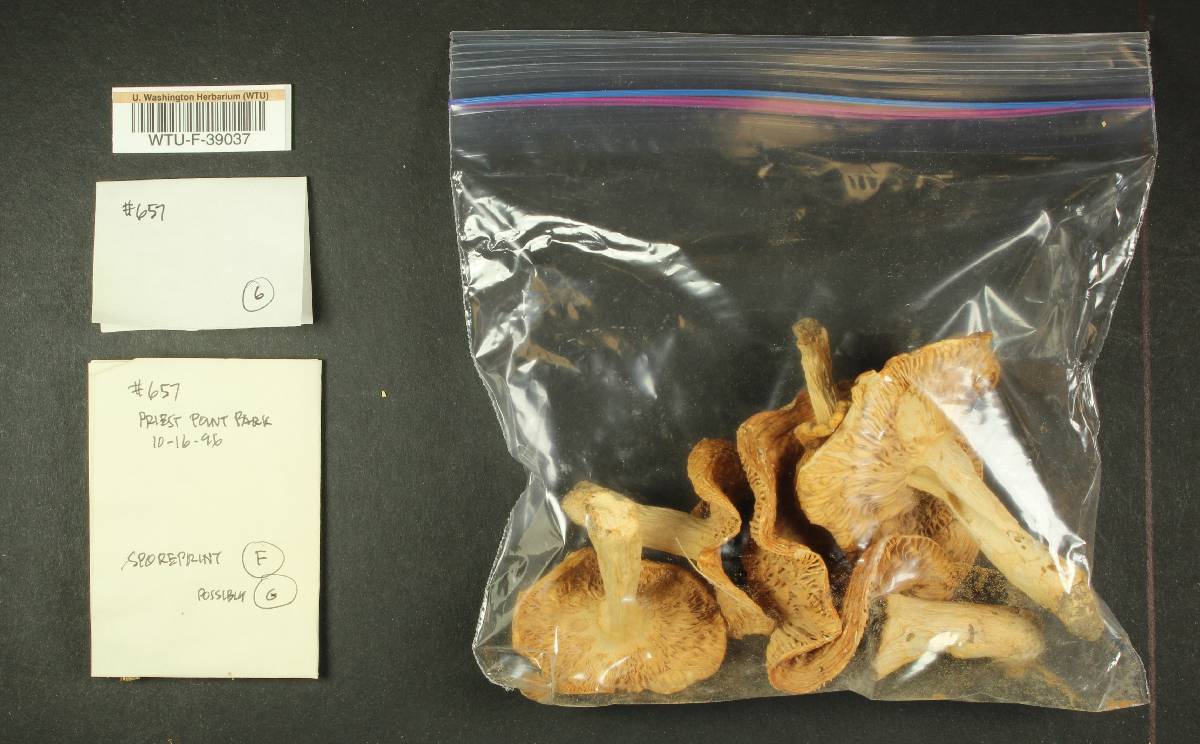 Russula mordax image