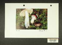 Russula pseudotsugarum image