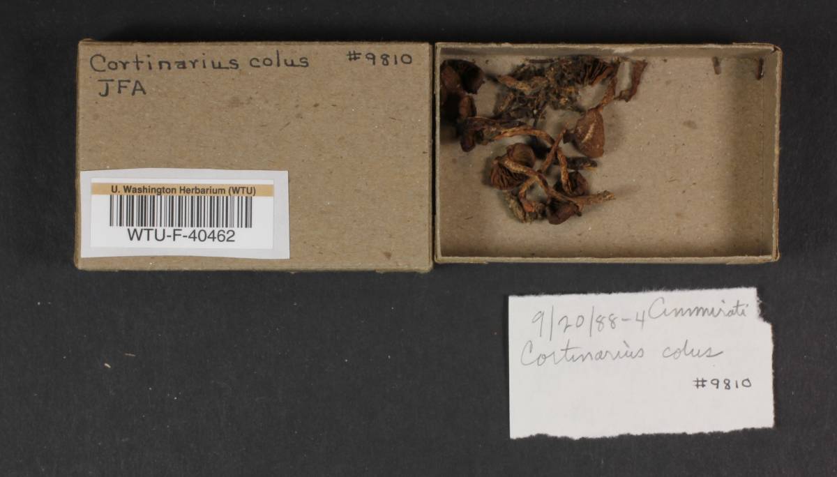 Cortinarius colus image