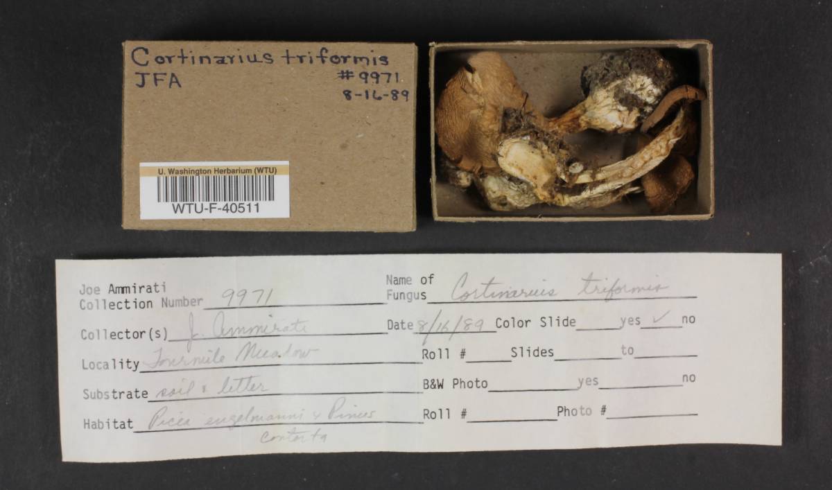 Cortinarius triformis image