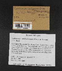 Cortinarius viridirubescens image