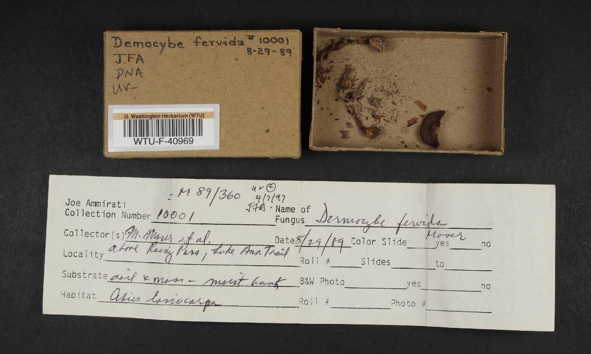 Cortinarius fervidus image