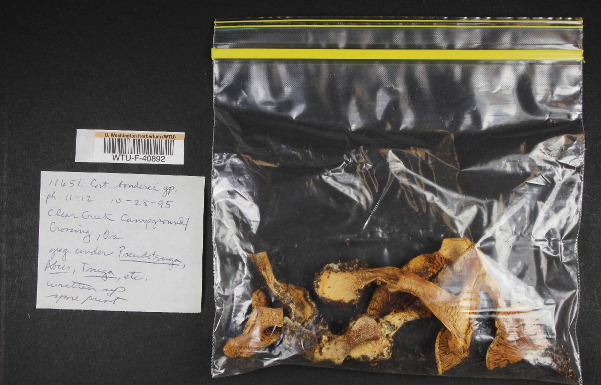 Cortinarius boudieri image