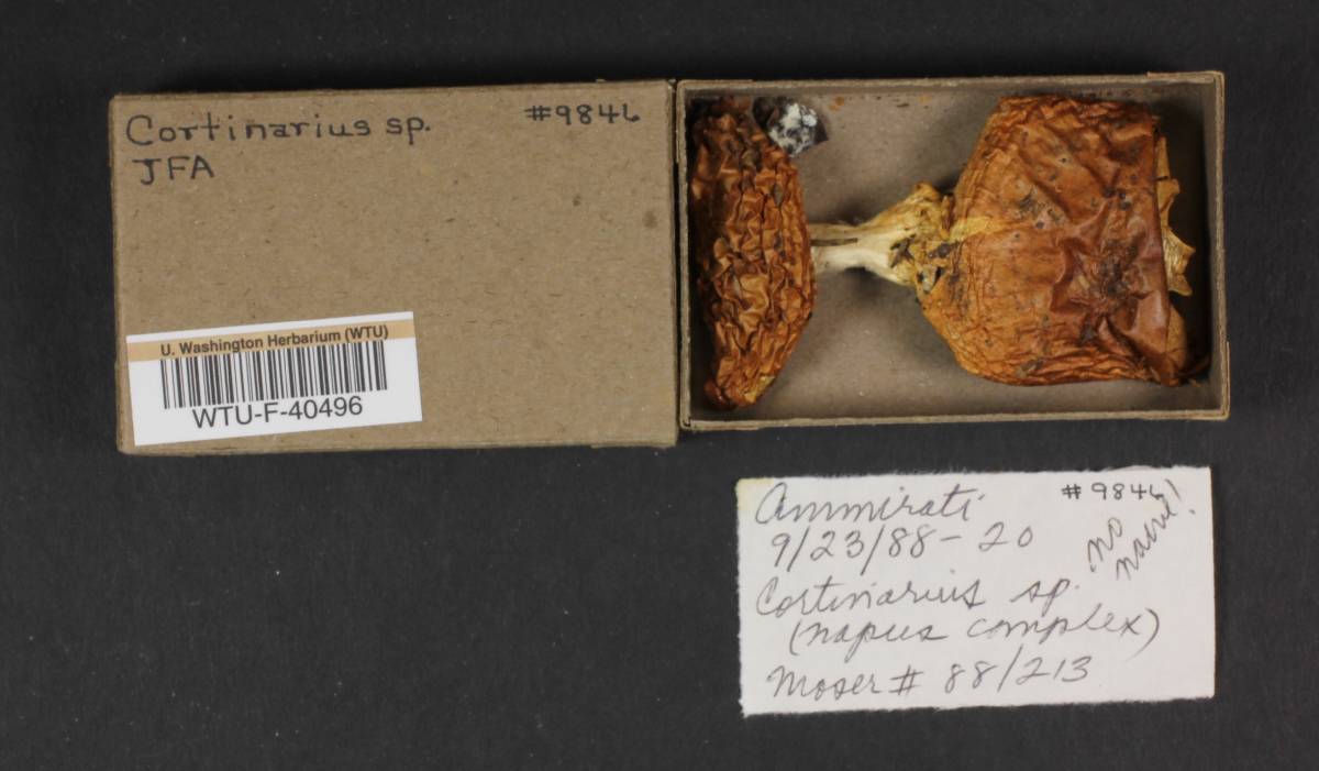 Cortinarius napus image