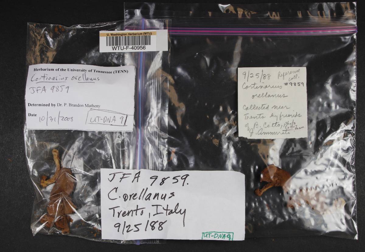 Cortinarius orellanus image