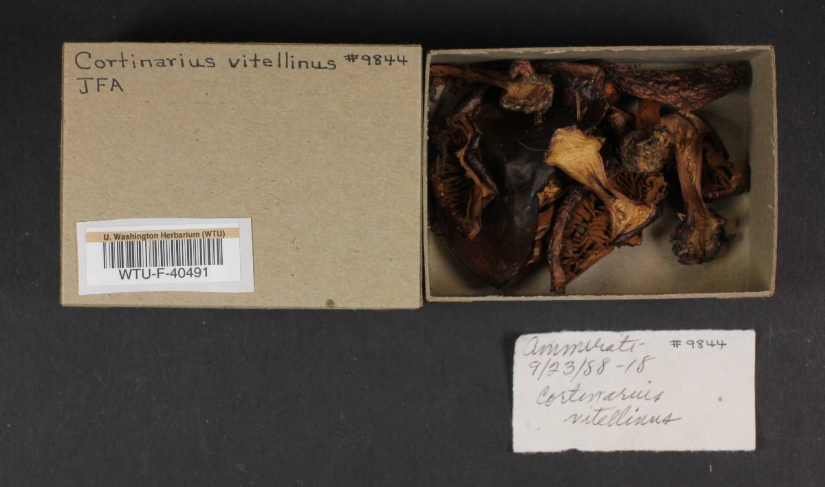 Cortinarius vitellinus image