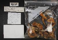 Cortinarius glaucocephalus image