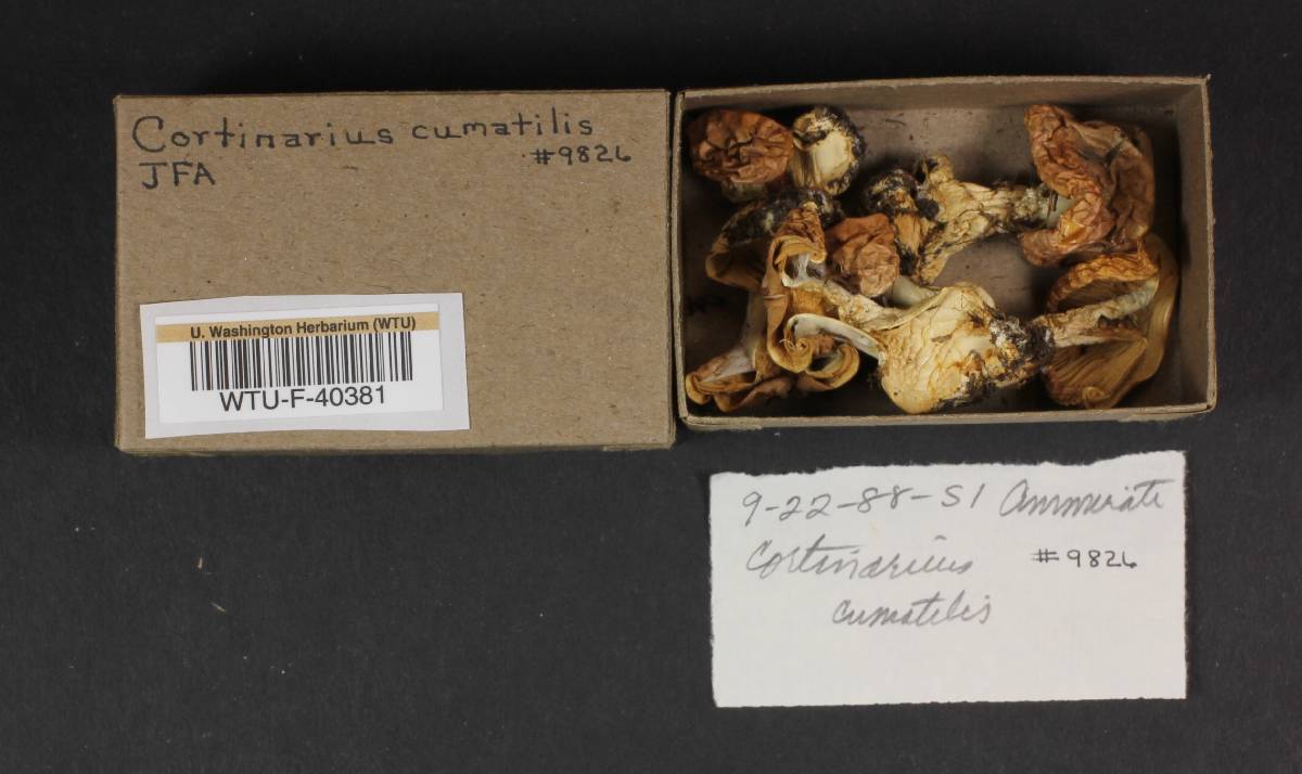 Cortinarius cumatilis image