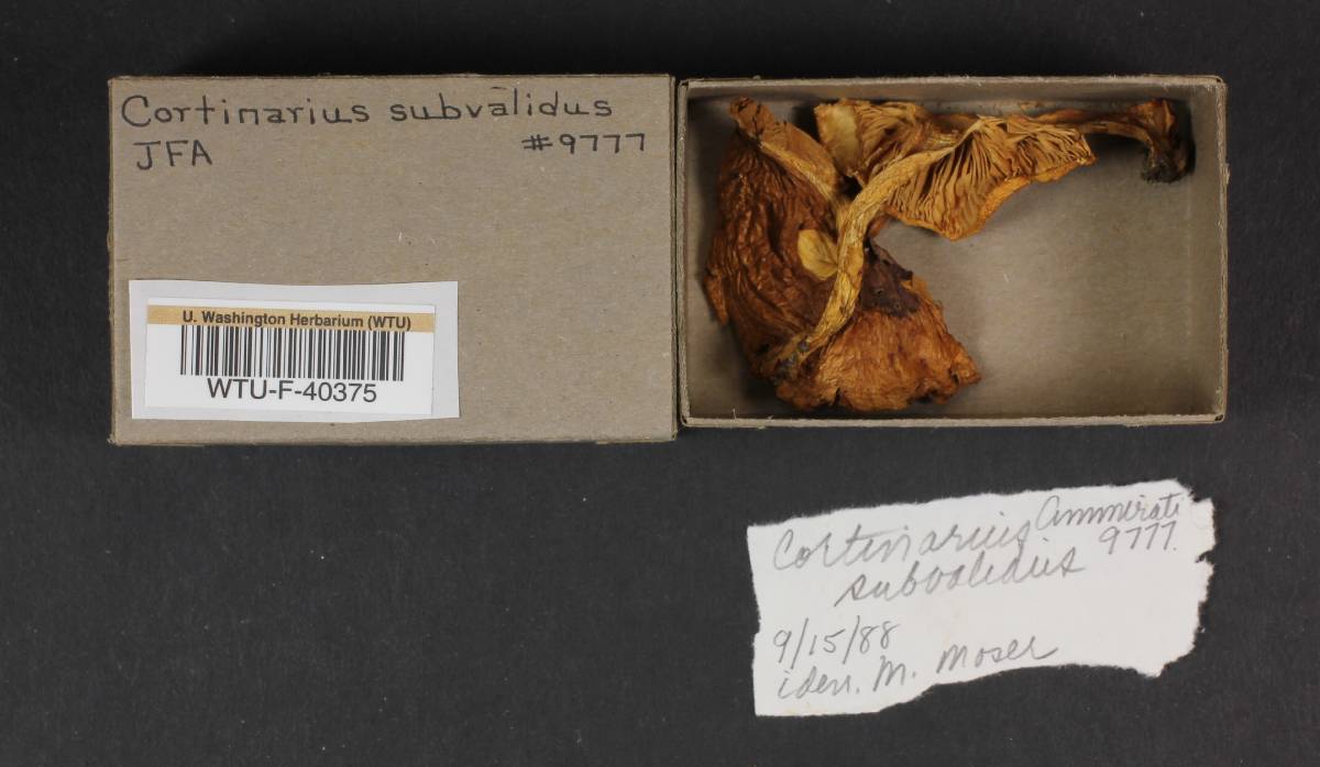 Cortinarius subvalidus image