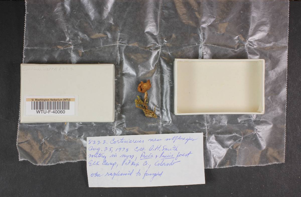 Cortinarius subflexipes image