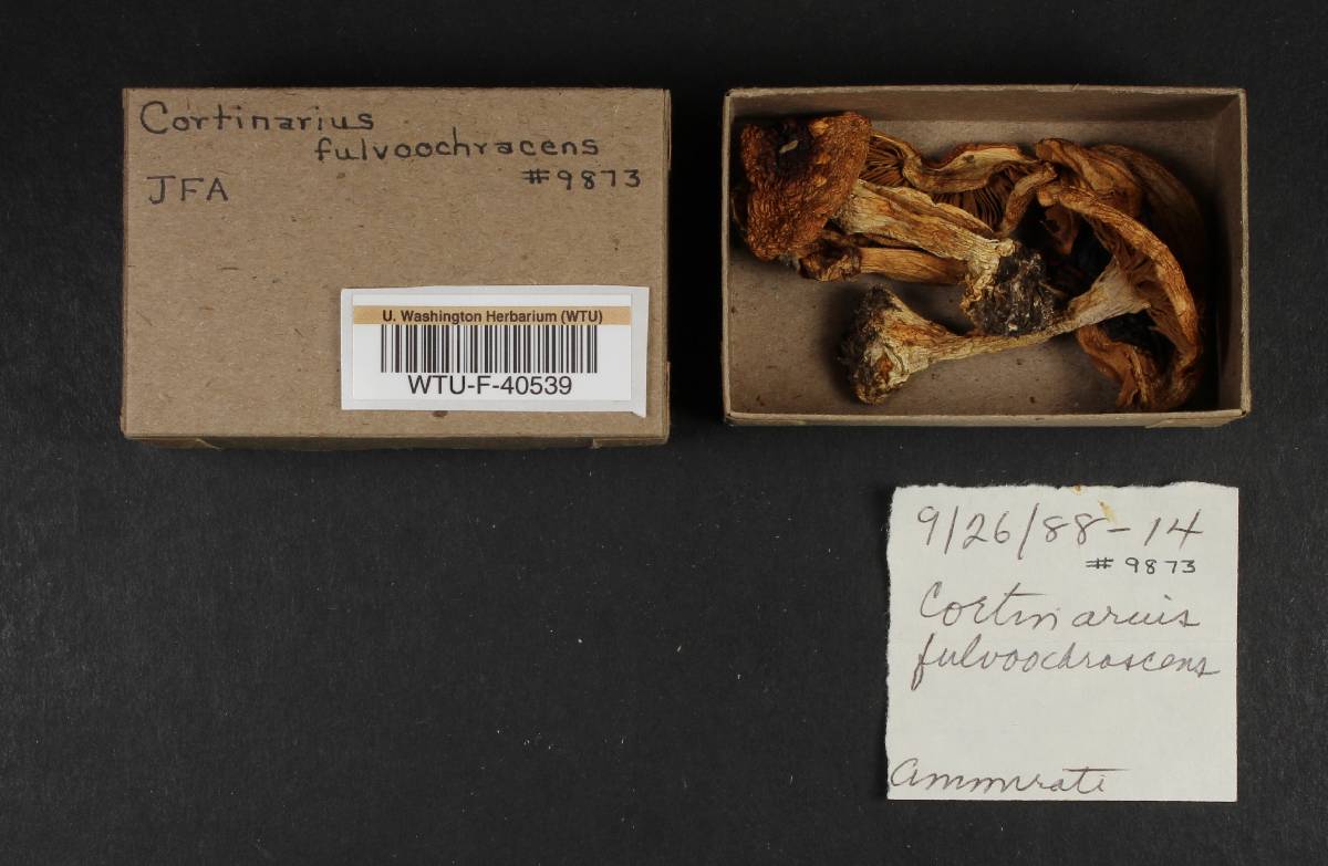 Cortinarius fulvoochrascens image