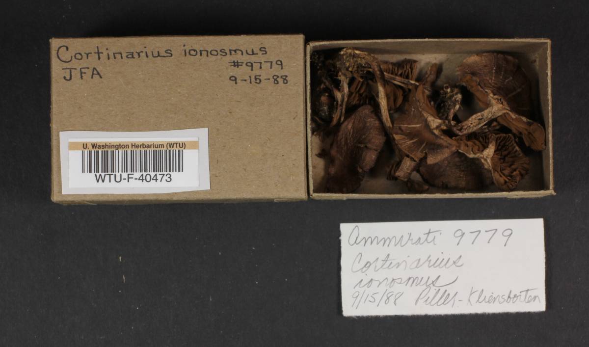 Cortinarius ionosmus image