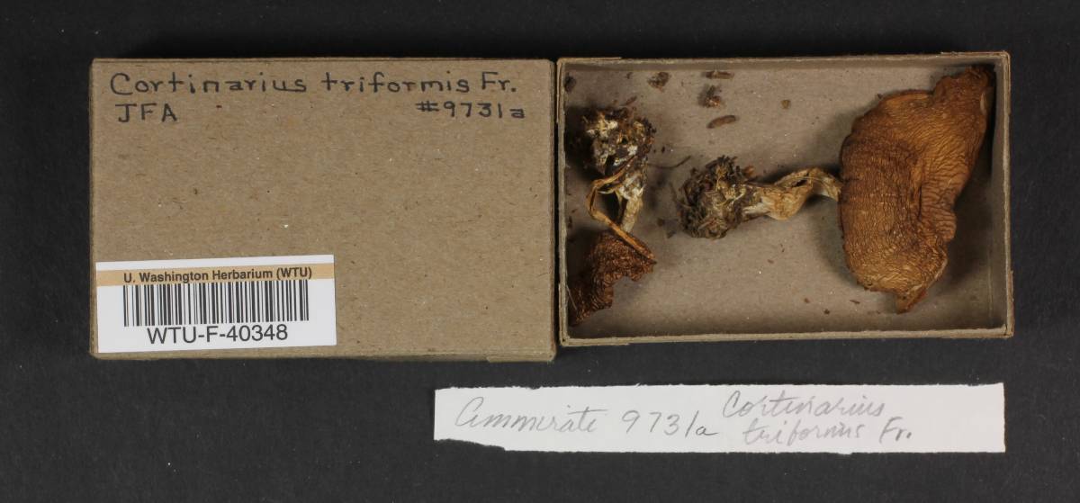 Cortinarius triformis image