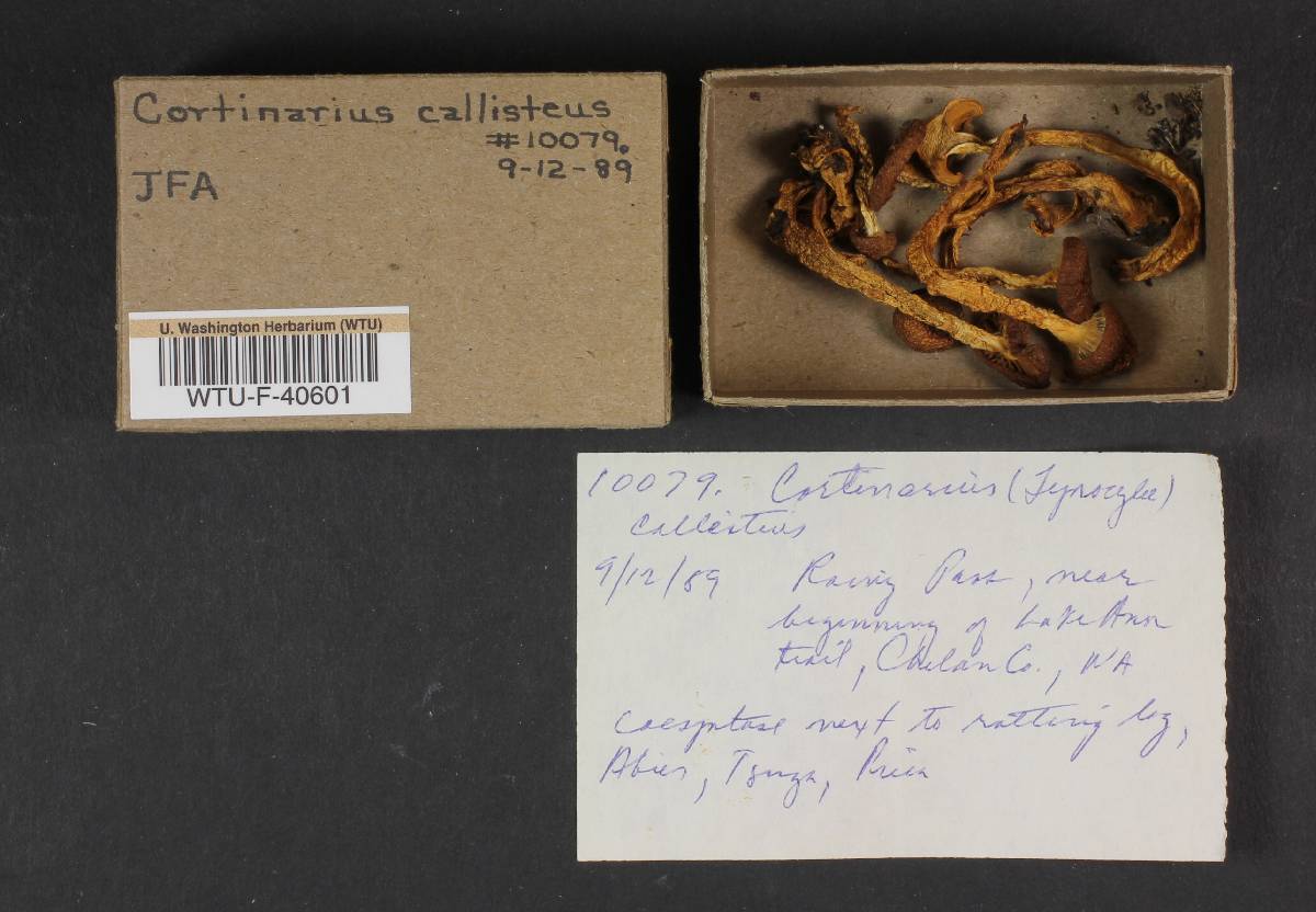 Cortinarius infucatus image