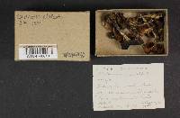 Cortinarius adalbertii image