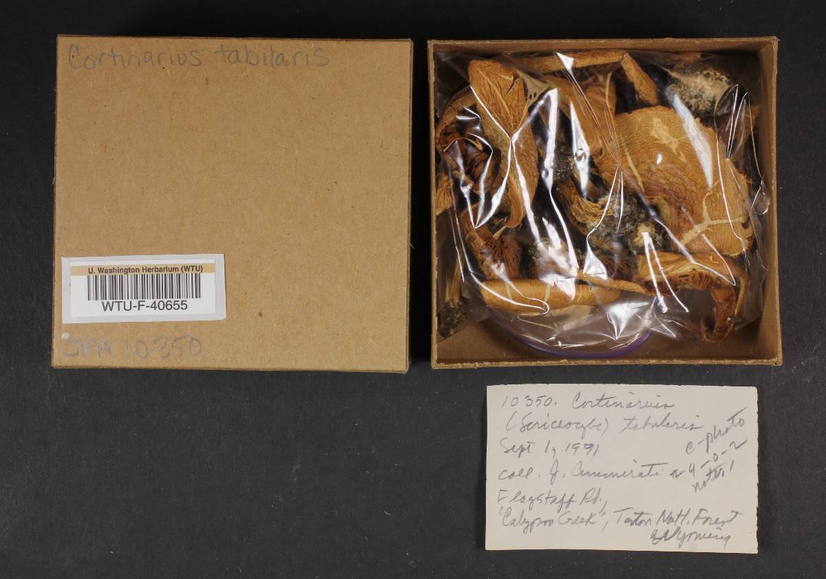 Cortinarius tabularis image