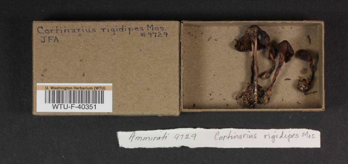 Cortinarius rigidipes image
