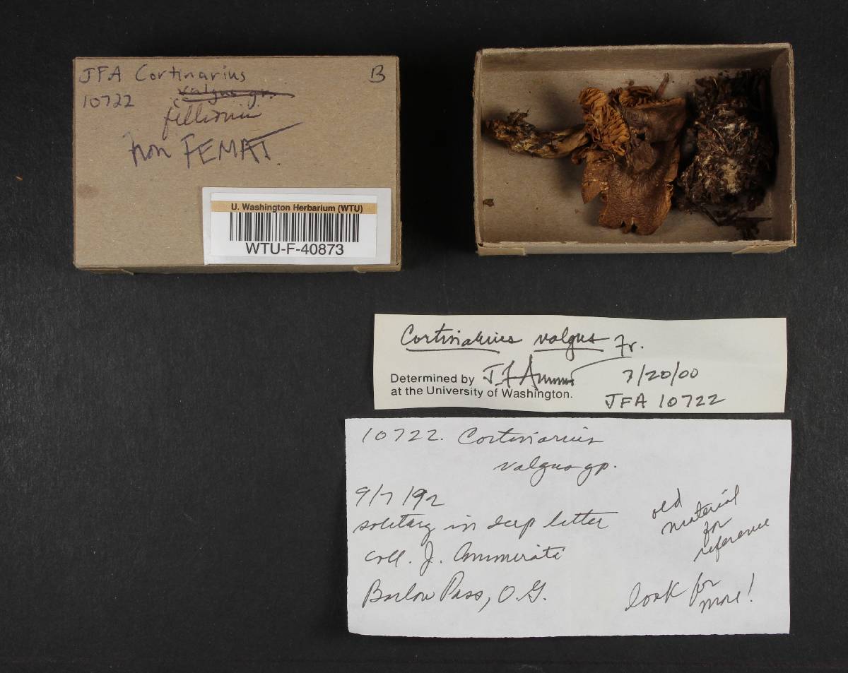 Cortinarius fillionii image