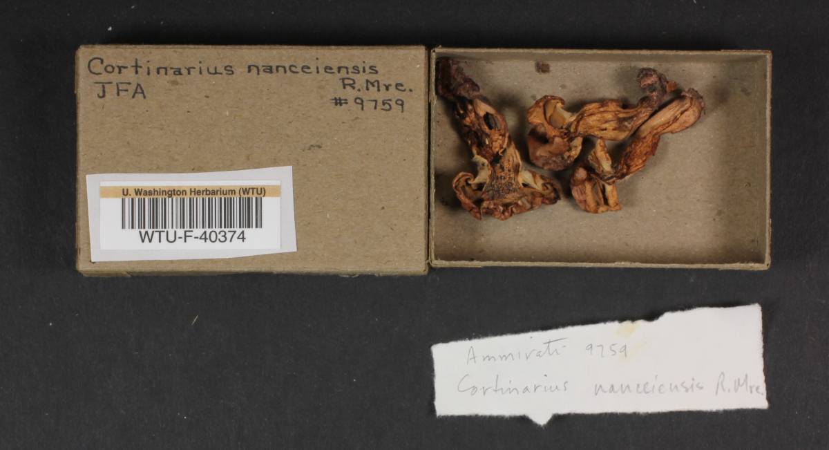Cortinarius nanceiensis image