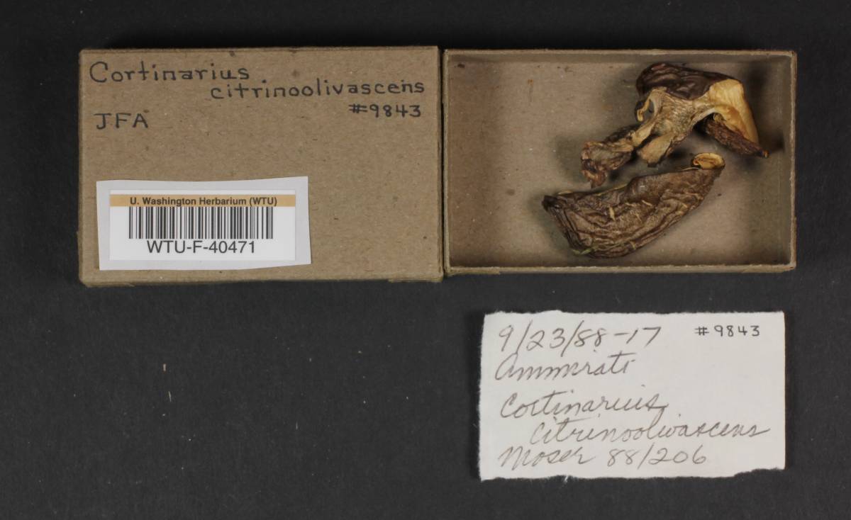 Cortinarius citrino-olivaceus image