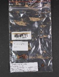 Cortinarius marylandensis image