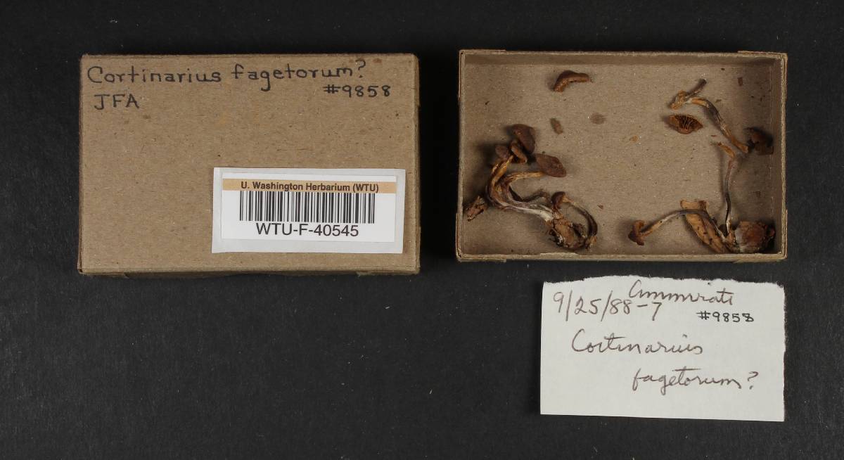 Cortinarius fagetorum image