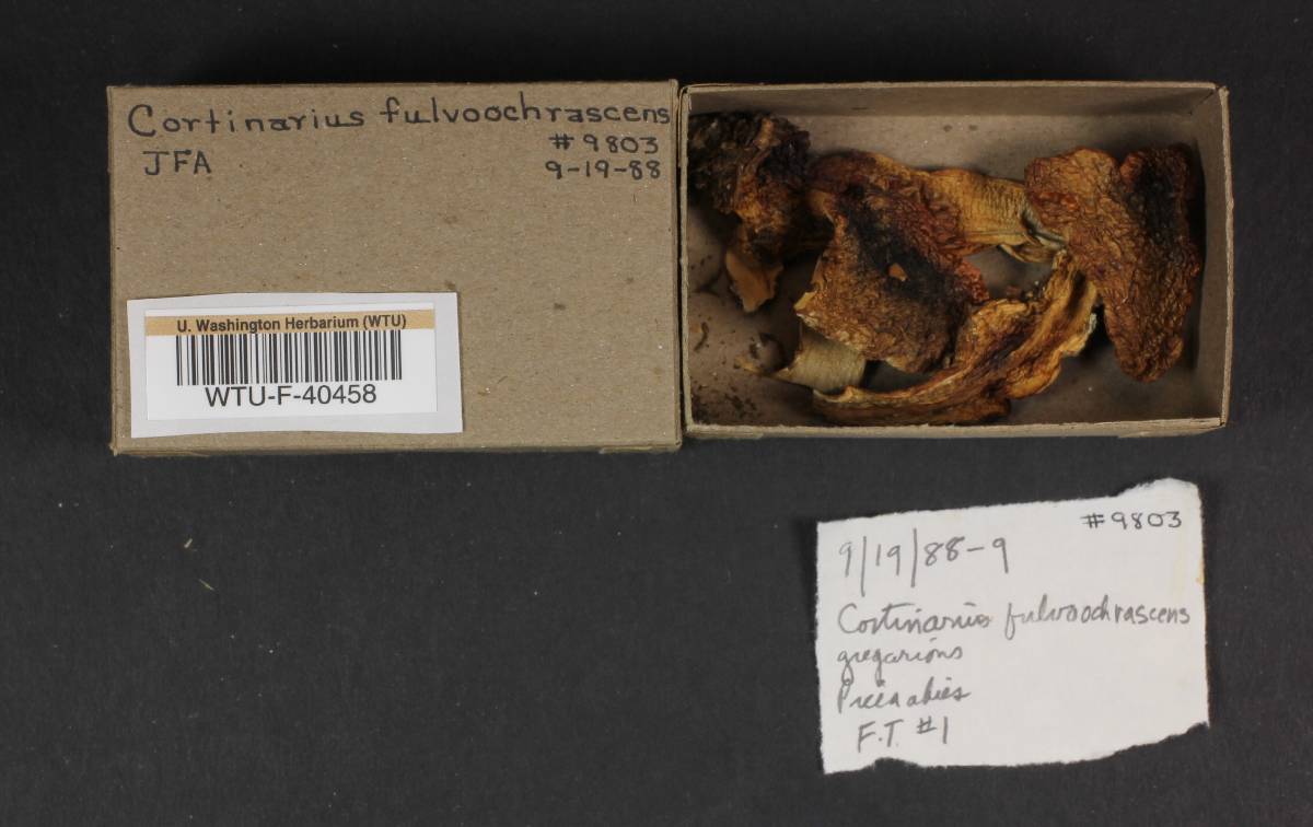 Cortinarius fulvoochrascens image
