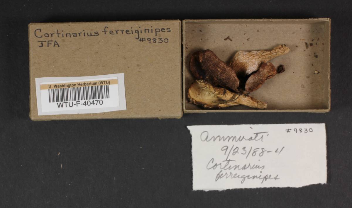 Cortinarius ferrugineipes image