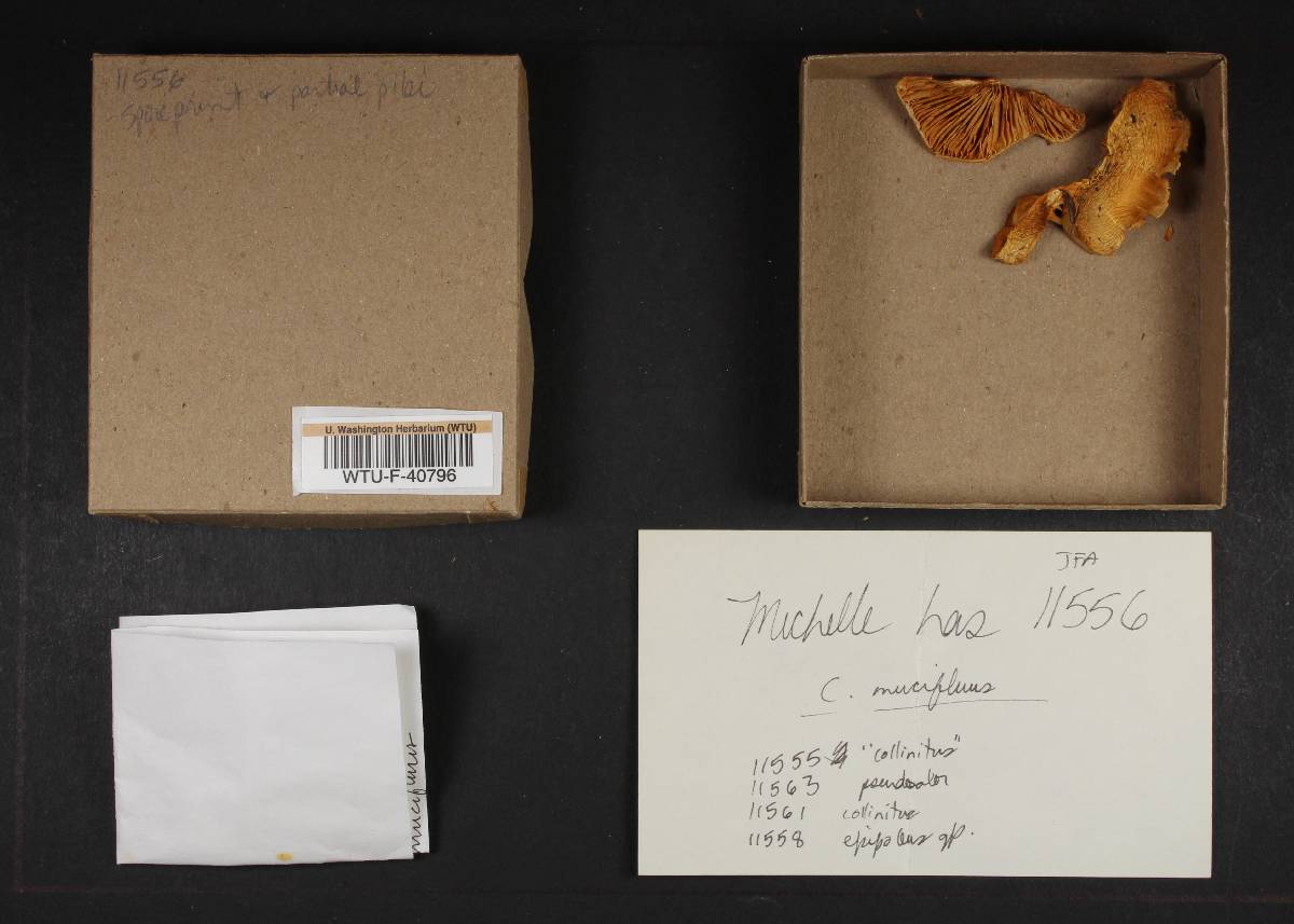 Cortinarius mucifluus image