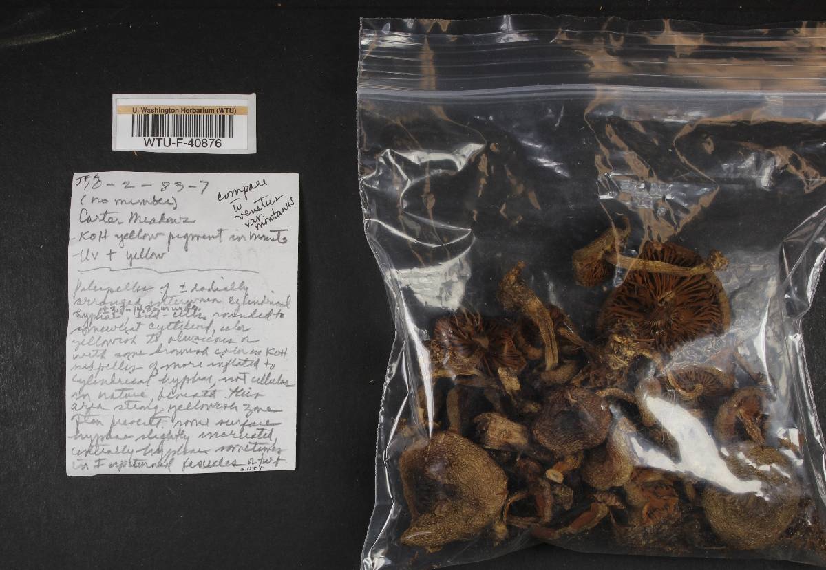 Cortinarius venetus var. montanus image
