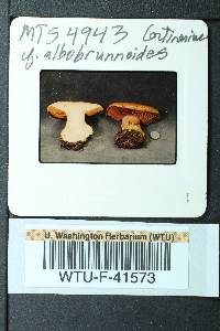 Cortinarius albobrunnoides image