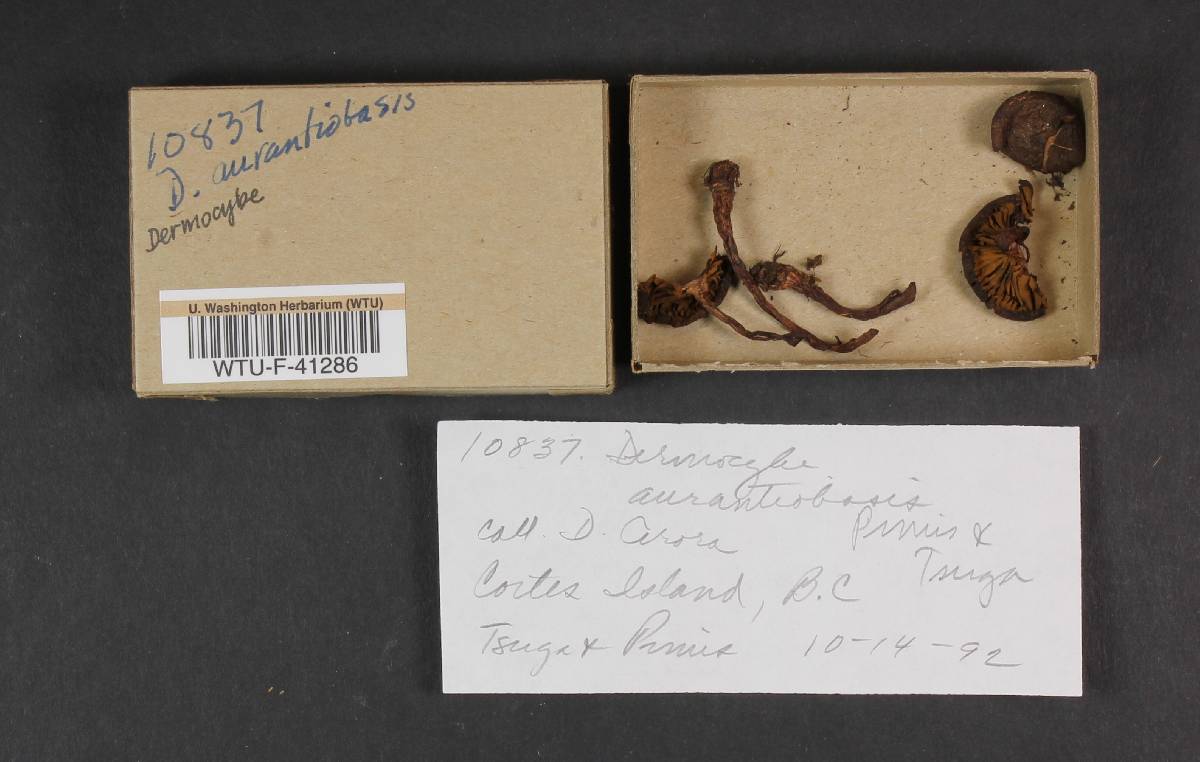 Dermocybe aurantiobasis image