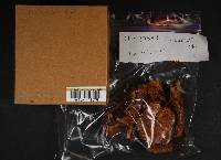 Cortinarius infucatus image