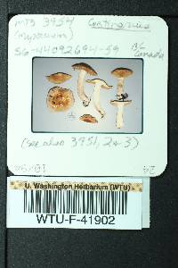 Cortinarius mucifluus image