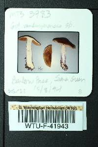 Cortinarius vanduzerensis image