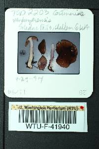 Cortinarius vanduzerensis image