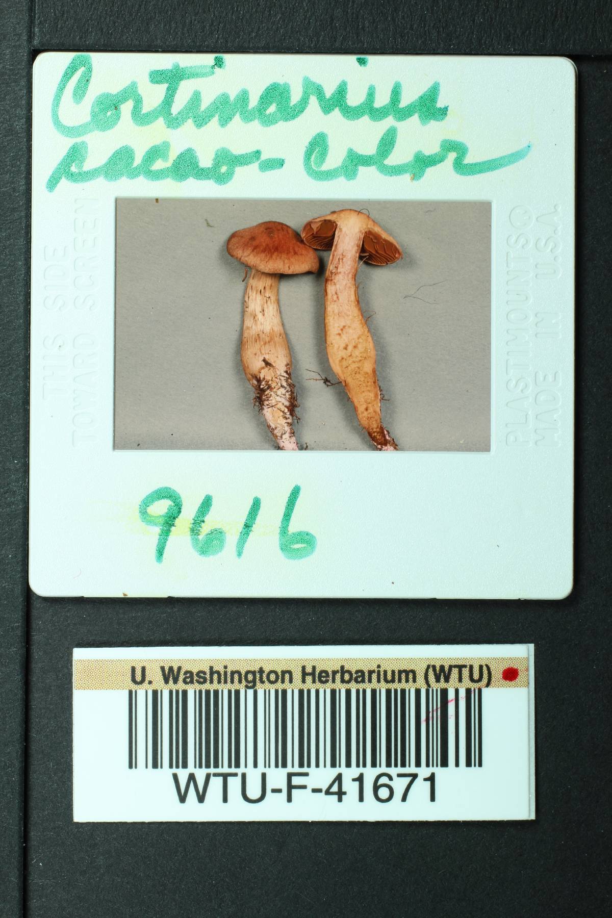 Cortinarius cacaocolor image