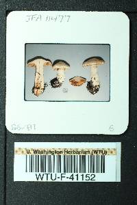 Cortinarius pinetorum image