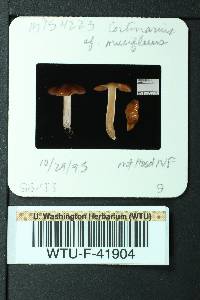 Cortinarius mucifluus image