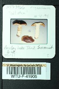 Cortinarius mucifluus image