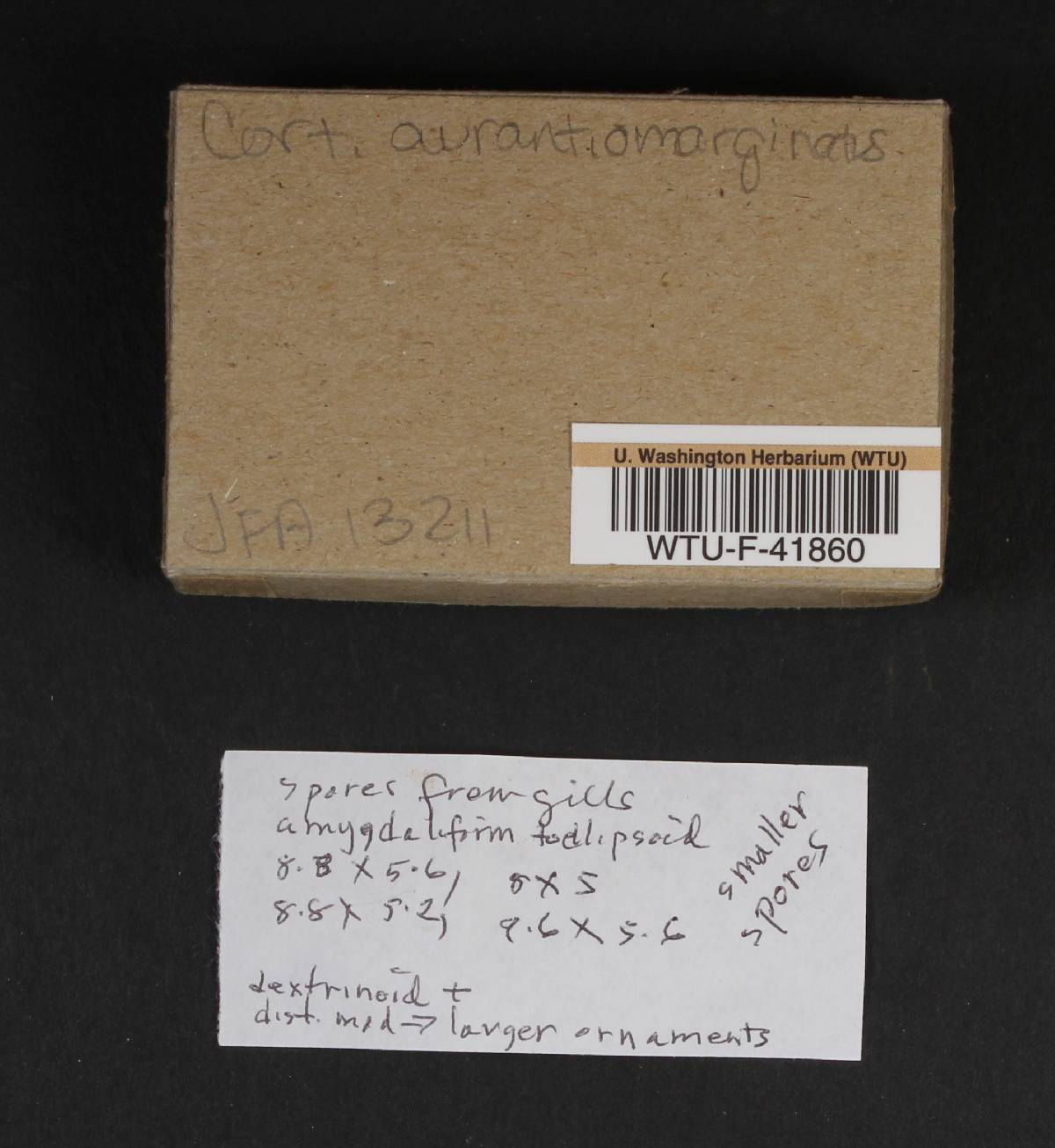 Cortinarius aurantiomarginatus image