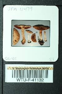 Cortinarius pinetorum image