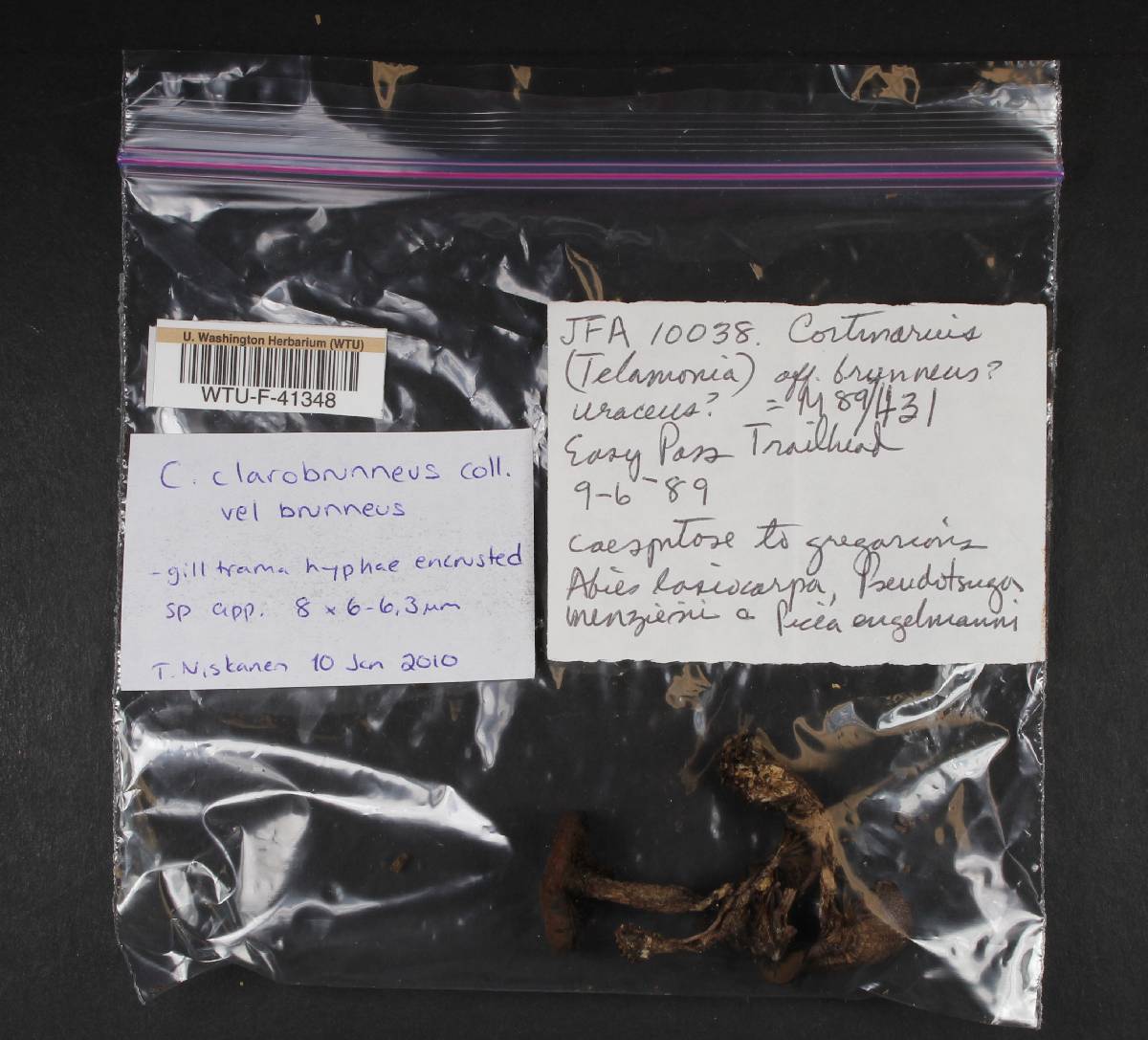 Cortinarius brunneus image