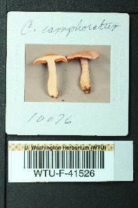 Cortinarius camphoratus image