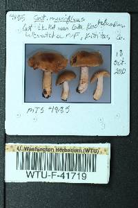 Cortinarius mucifluus image