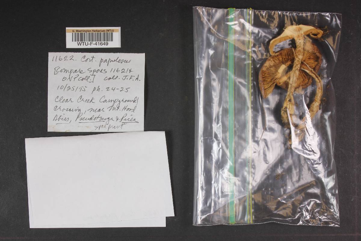 Cortinarius papulosus image