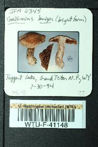 Cortinarius laniger image