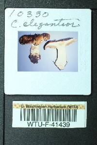 Cortinarius elegantior image