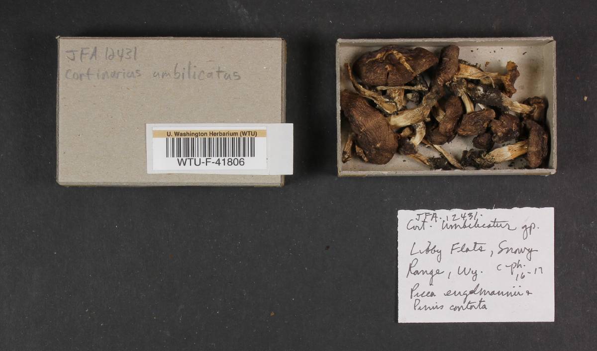 Cortinarius umbilicatus image