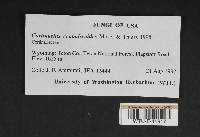 Cortinarius cephalixoides image